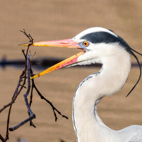 Piep einmal! Der Graureiher