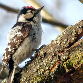 Piep einmal! Der Kleinspecht