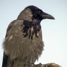 Piep einmal! Die Nebelkrähe