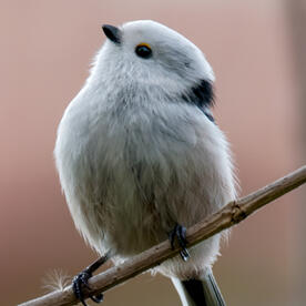 Piep einmal! Die Schwanzmeise