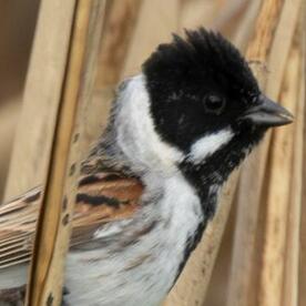 Piep einmal! Die Rohrammer