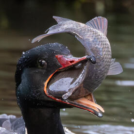 Piep einmal! Der Gänsesäger