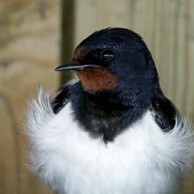 Piep einmal! Die Rauchschwalbe