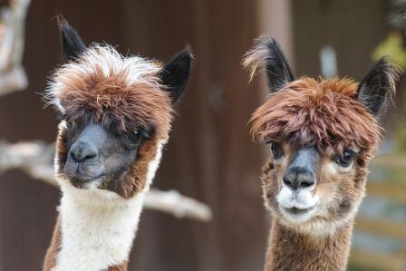 Tierisches Brandenburg