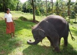 Chandani und ihr Elefant