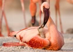 Das Geheimnis der Flamingos