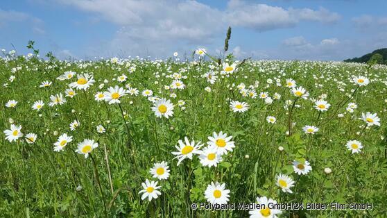 Die Wiese – ein Paradies nebenan