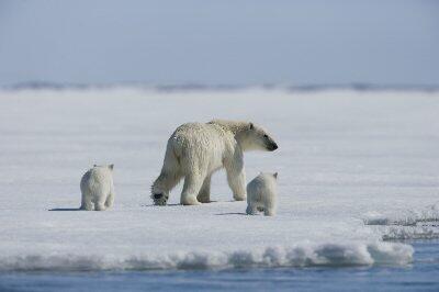 Königreich Arktis - Dokumentarfilm