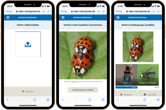 Mitmachaktion: Klatschmohnwiese und Insektensommer