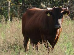 Das Rote Höhenvieh wird als Zugrind eingesetzt.