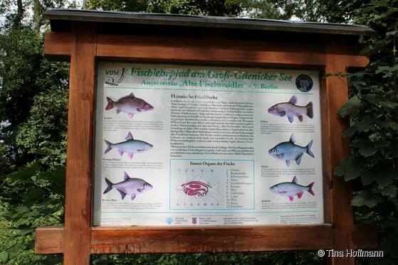 Fischlehrpfad am Groß Glienicker See