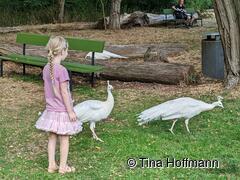 Pfaueninsel